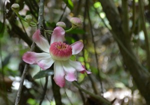 Gustavia flower