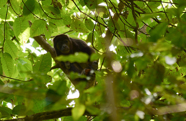 Howler monkey