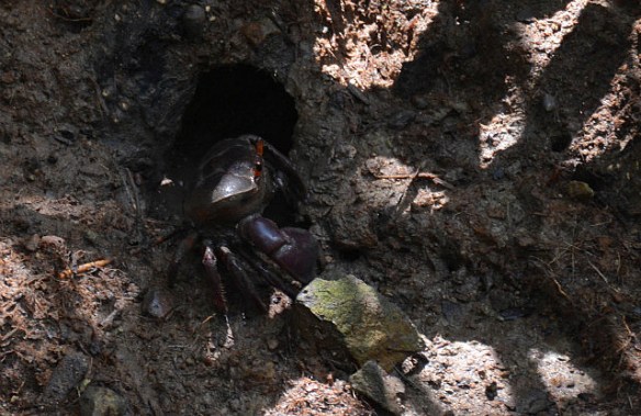 Mangrove crab