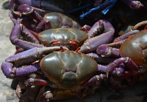 Mangrove crabs