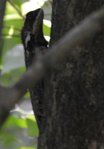 Fake chameleon