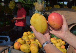 Two of Ecuador's 70+ varieties of mango