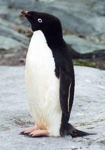 4.1420008191.ad-lie-penguin