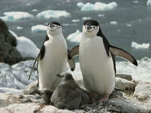 4.1420008191.chinstrap-penguins