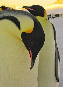 4.1420008191.emperor-penguins