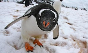 4.1420008191.gentoo-penguin