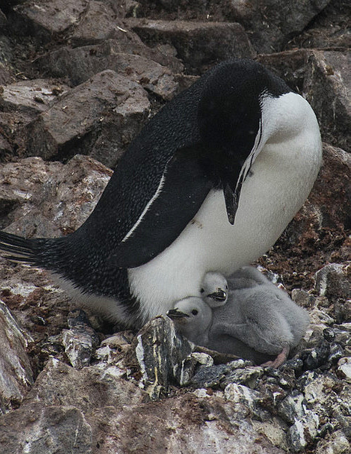 Chinstrap mom and chicks