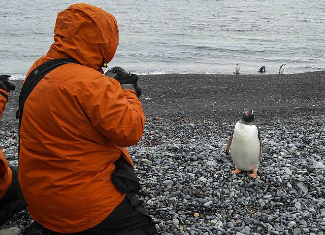 Nancy with her Gentoo friend