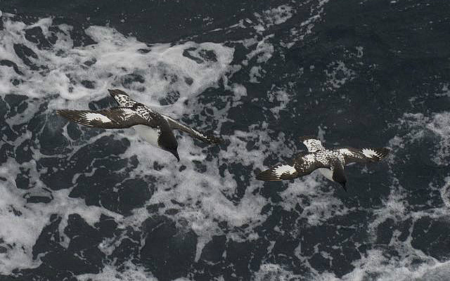 Storm petrels