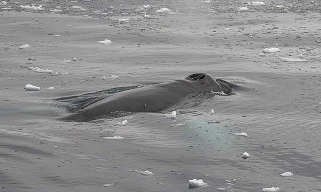 Humpback whale