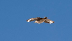 Skua