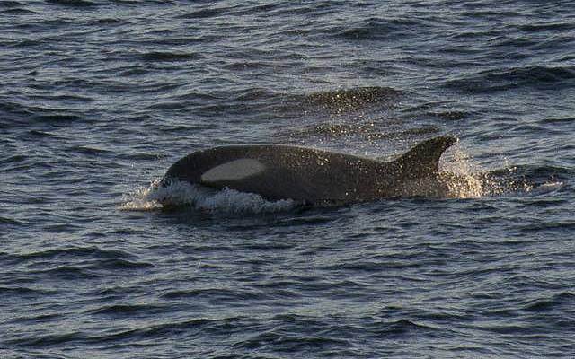 Gerlache Strait killer whale
