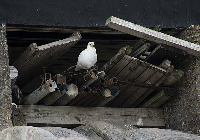 Snowy sheathbill nesting under the Post