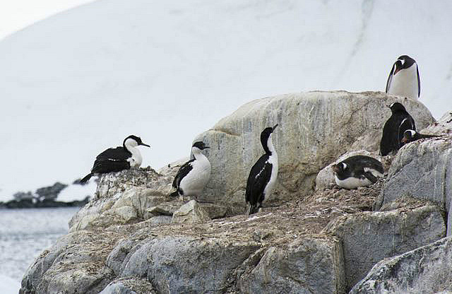 Which are penguins? Which are shags?