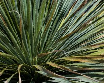 This plant begged me to take its photo