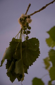Cottonwood trees adding to everyone's allergies