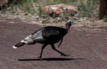 Frightened wild turkey