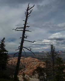 Former tree at Bryce Point