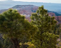 Early morning light on Ponderosa pine