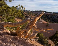 Former tree at Sunrise Point