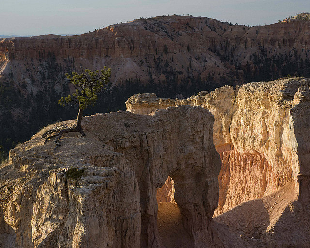 Little tree and "window" at Sunrise Point