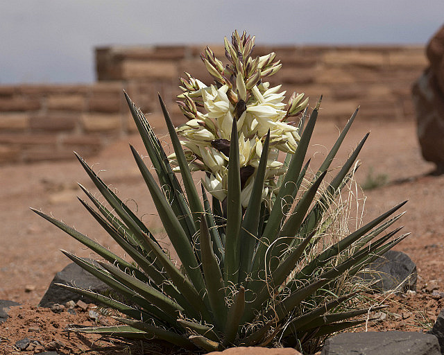Yucca plant, Monument Valley