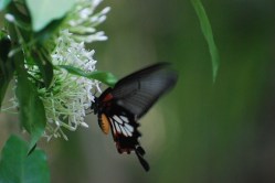 Beautiful butterfly at Fabien Lucot's home