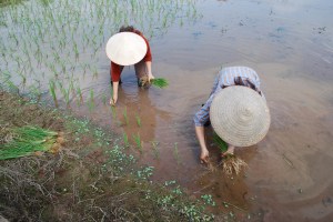 Planting rice seedlings