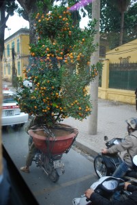 Scooter driver transporting a kumquat tree