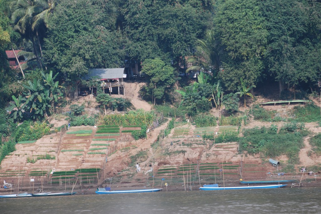 Winter agriculture on the Mekong