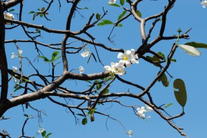 French penny tree blossoms
