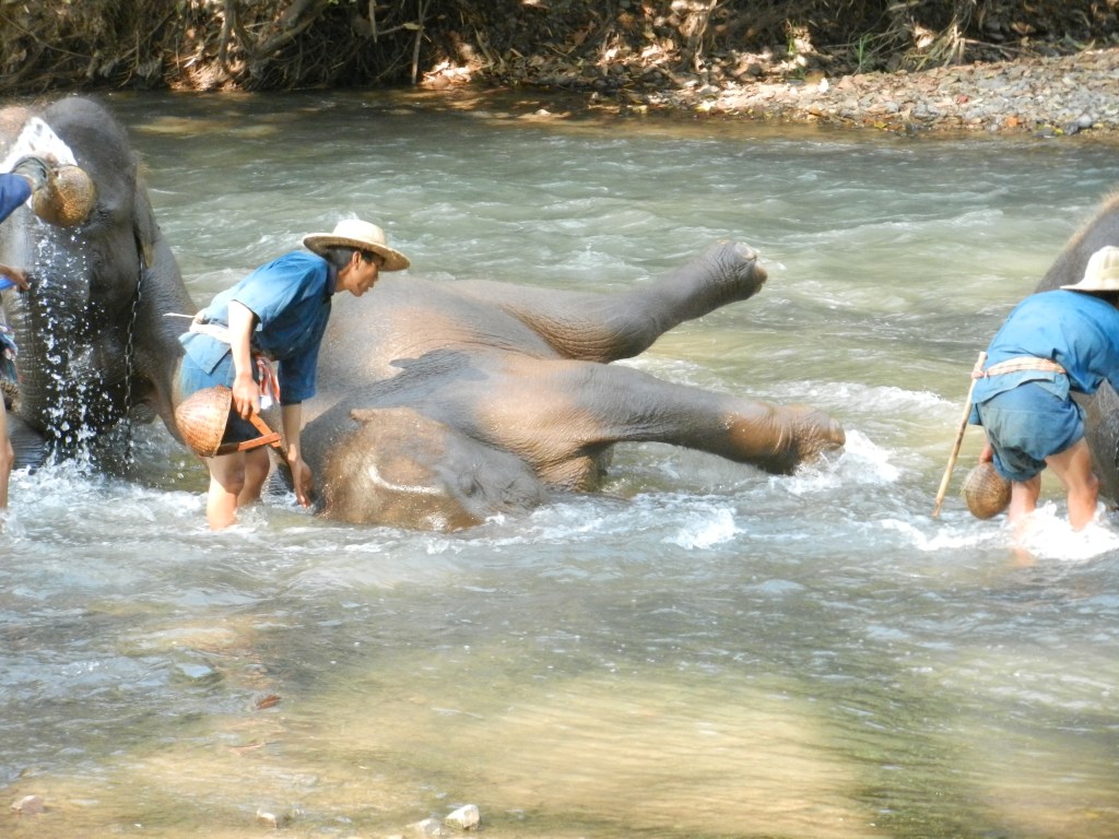 Bathing elephants