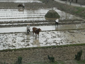 Hard at work on rice paddies
