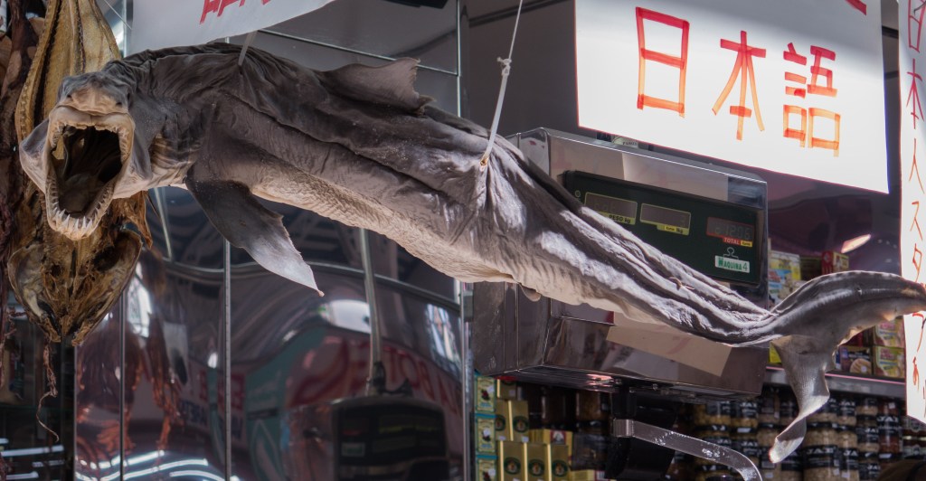 How about dried shark?