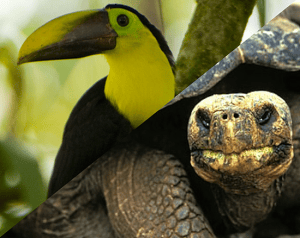large.wimg.3.toucan-tortoise