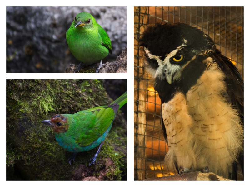 Bird Collage