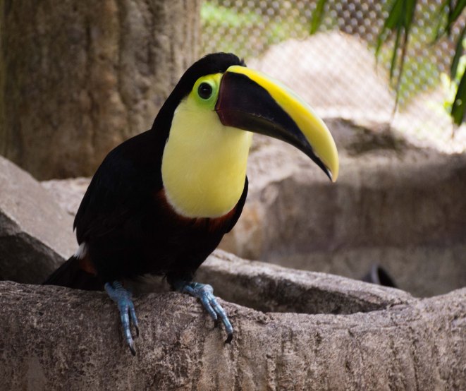 Black Mandibled Toucan