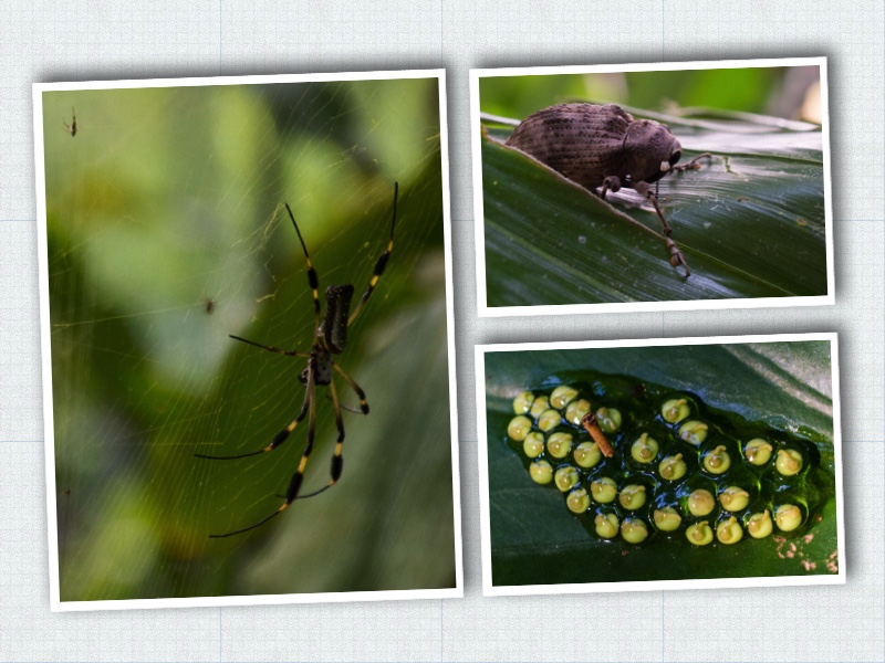 Bugs collage