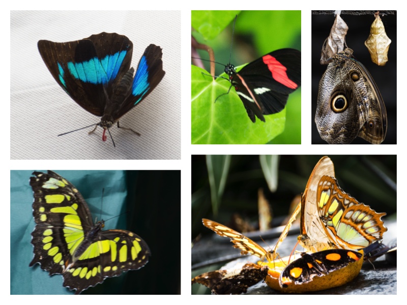 Butterfly Collage