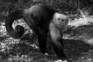 Capuchin monkey looking for food