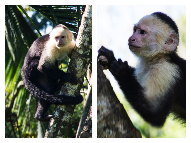 Collage capuchin monkey