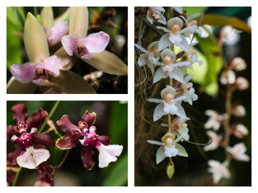 Collage delicate orchids