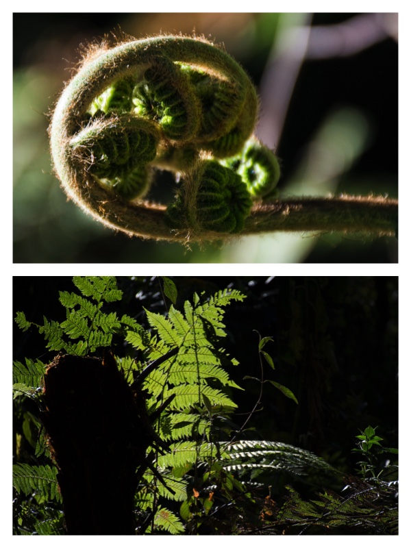 Collage ferns