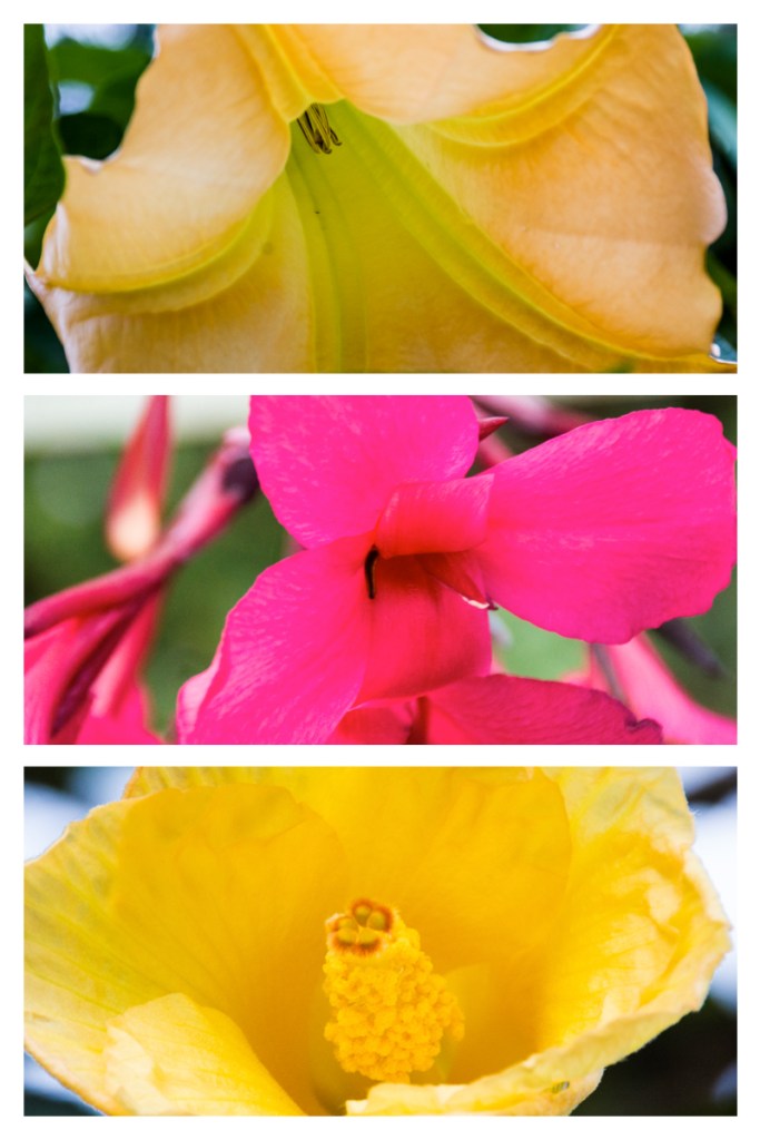 Collage flowers
