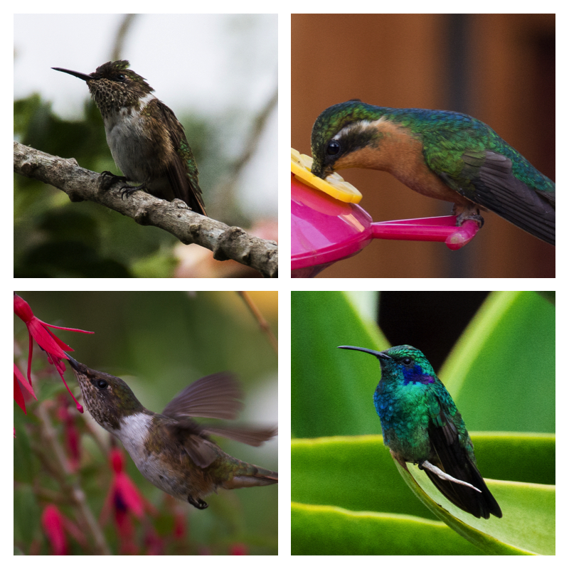 Collage four hummingbirds
