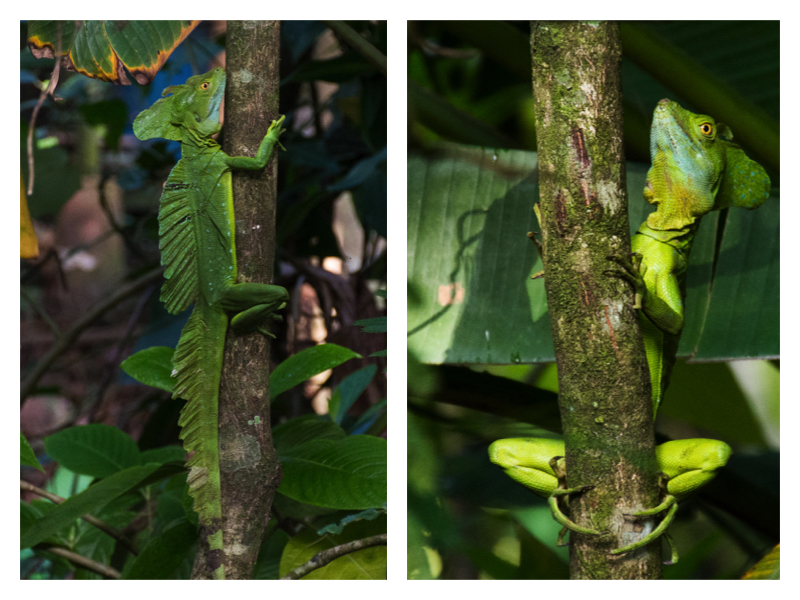 Collage green basilisk