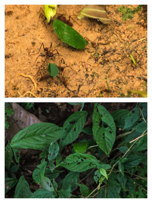 Collage leaf ants