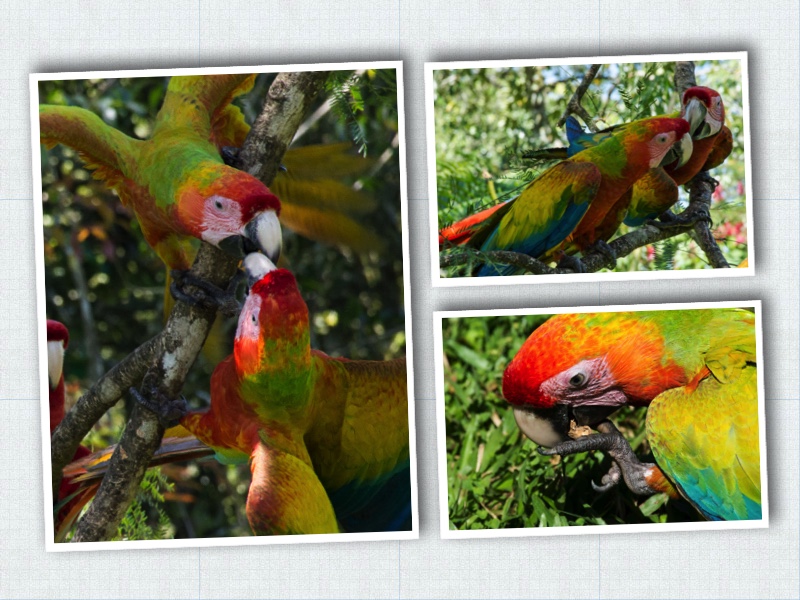 Collage macaw groups