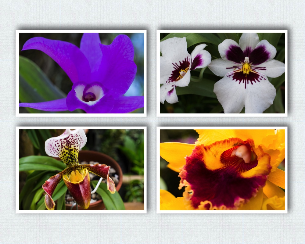 Collage miscellaneous