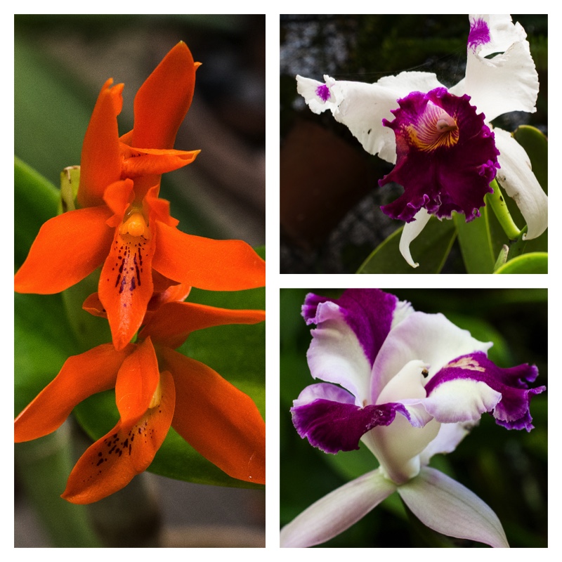Collage orange purple